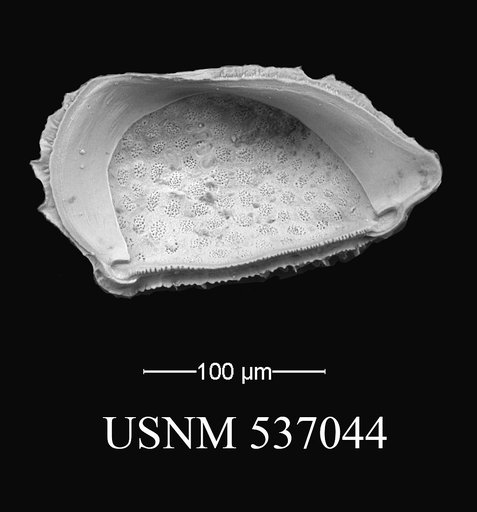 Eucytherura spinicorona Yasuhara et al., 2009