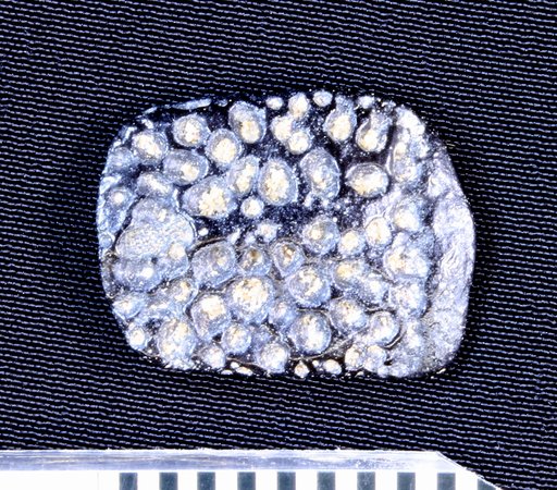Genus sp