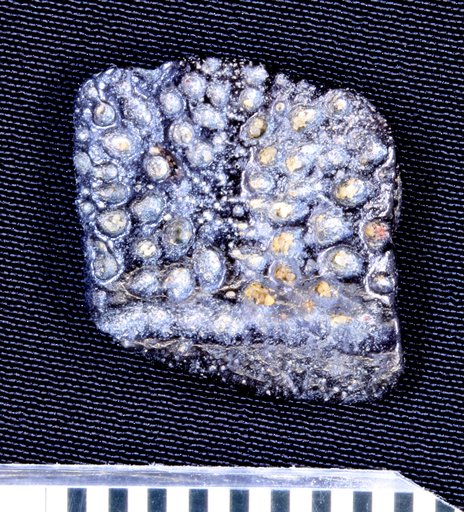 Genus sp