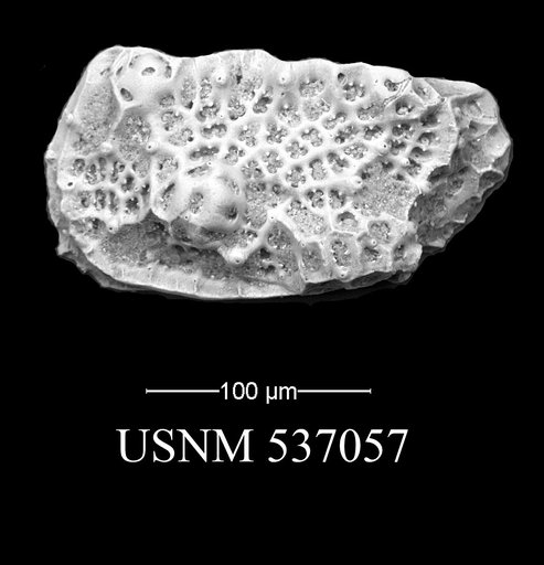 Eucytherura namericana Yasuhara et al., 2009