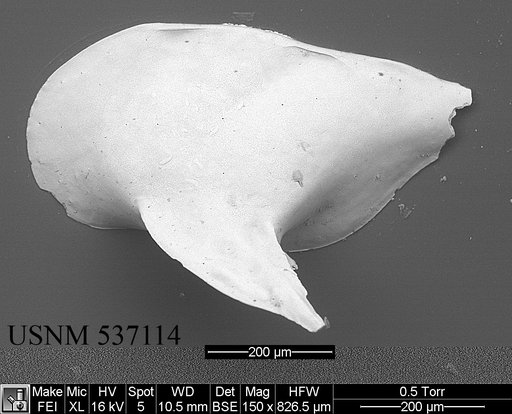 Cytheropteron lumalatum Ayress & et al., 1996