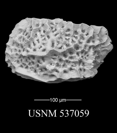 Eucytherura mayressi Yasuhara et al., 2009