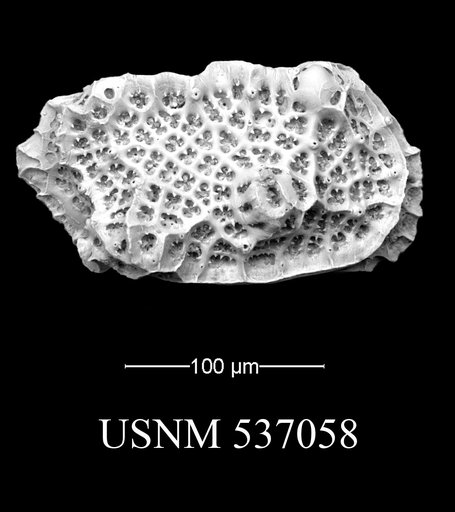 Eucytherura namericana Yasuhara et al., 2009
