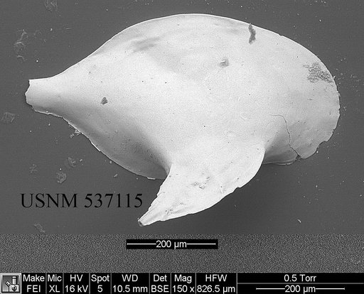 Cytheropteron lumalatum Ayress & et al., 1996