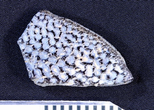 Genus sp