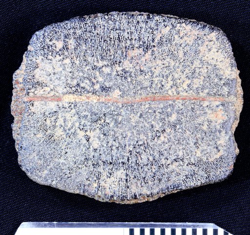 Hesperotestudo (Caudochelys) wilsoni (Auffenberg, 1964)