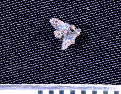Genus sp