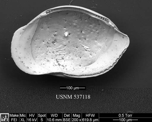 Cytheropteron richardbensoni Yasuhara et al., 2009