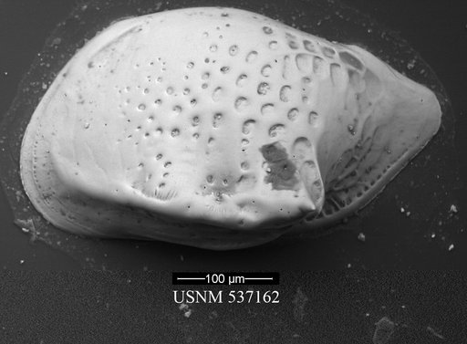 Cytheropteron richarddinglei Yasuhara et al., 2009