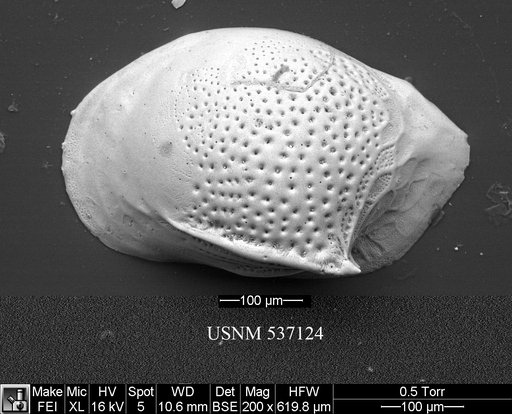 Cytheropteron richardbensoni Yasuhara et al., 2009