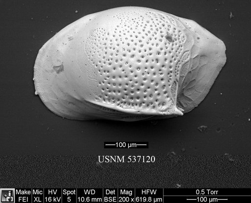 Cytheropteron richardbensoni Yasuhara et al., 2009