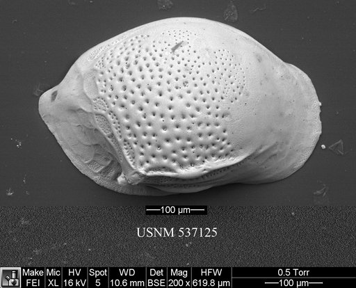 Cytheropteron richardbensoni Yasuhara et al., 2009