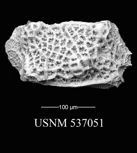 Eucytherura hazeli Yasuhara et al., 2009