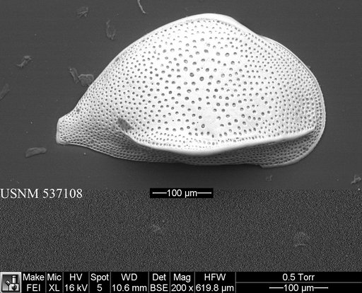 Cytheropteron perlaria Hao, 1988