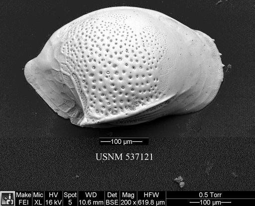 Cytheropteron richardbensoni Yasuhara et al., 2009
