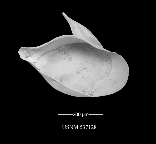 Cytheropteron lumalatum Ayress & et al., 1996