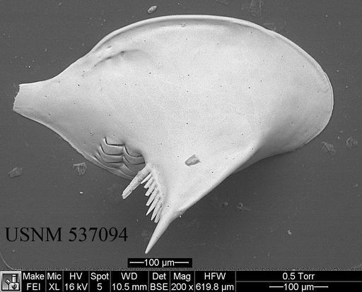 Cytheropteron pherozigzag Whatley et al., 1986