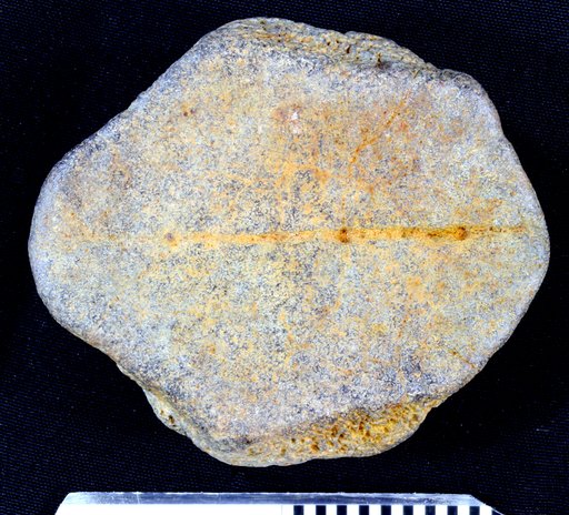 Hesperotestudo (Caudochelys) wilsoni (Auffenberg, 1964)