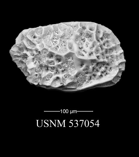 Eucytherura mayressi Yasuhara et al., 2009