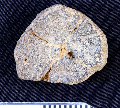Psephophorus sp