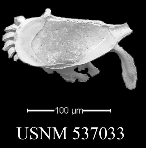 Pedicythere lachesisopetasi Yasuhara et al., 2009