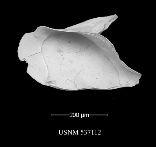 Cytheropteron lumalatum Ayress & et al., 1996
