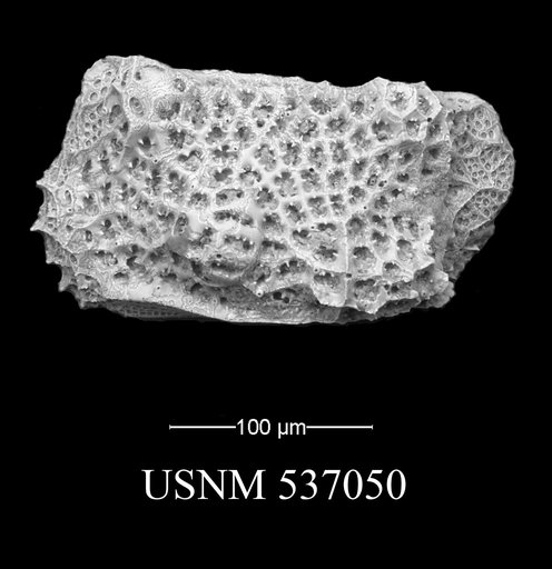 Eucytherura hazeli Yasuhara et al., 2009