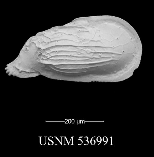 Ambocythere sturgio Yasuhara et al., 2009