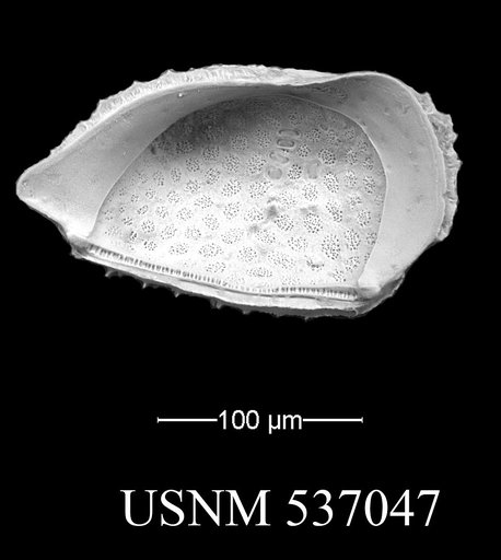 Eucytherura spinicorona Yasuhara et al., 2009