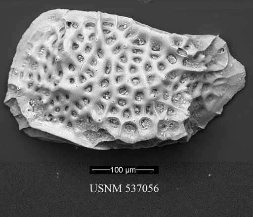 Eucytherura sp. 2