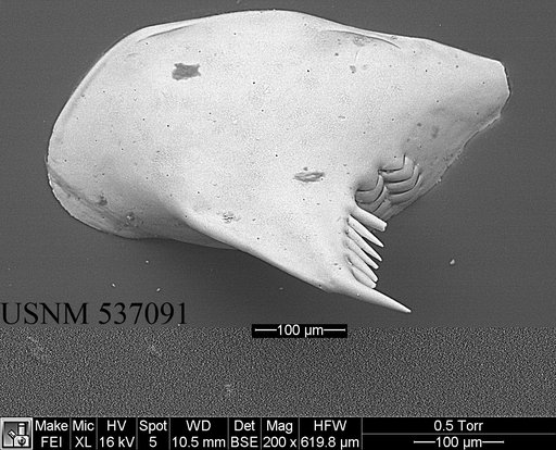 Cytheropteron pherozigzag Whatley et al., 1986