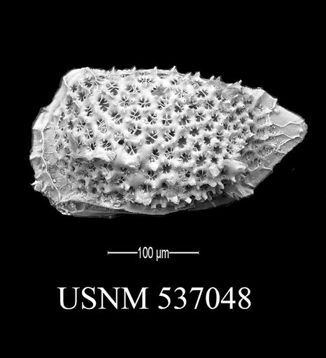 Eucytherura spinicorona Yasuhara et al., 2009