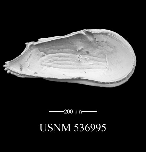 Ambocythere sturgio Yasuhara et al., 2009