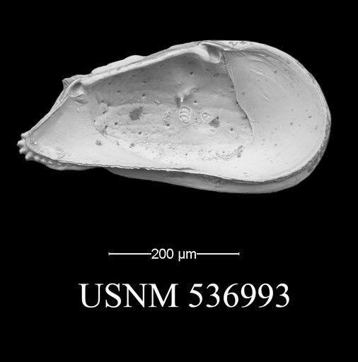Ambocythere sturgio Yasuhara et al., 2009