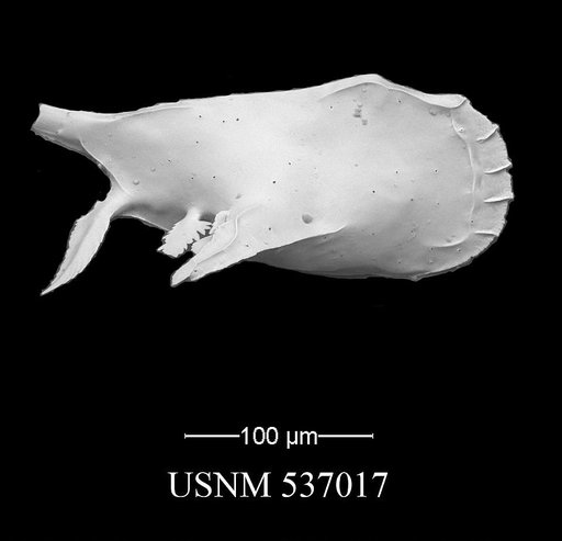 Pedicythere atroposopetasi Yasuhara et al., 2009