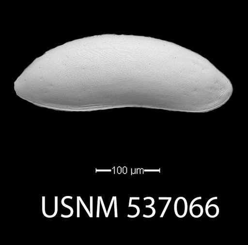 Paracytherois bondi Yasuhara et al., 2009