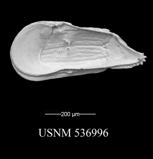 Ambocythere sturgio Yasuhara et al., 2009