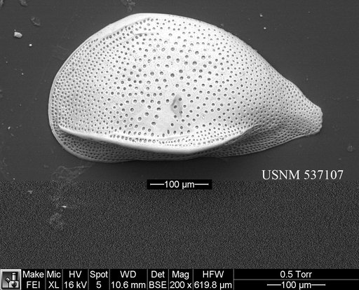 Cytheropteron perlaria Hao, 1988