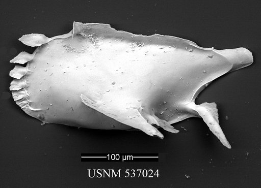 Pedicythere kennettopetasi Yasuhara et al., 2009