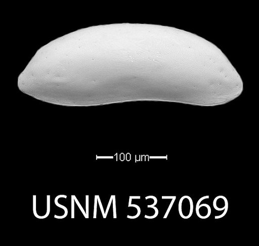 Paracytherois bondi Yasuhara et al., 2009