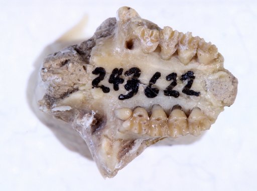 Brachygaulus xerobothrus Korth & Tabrum, 2011
