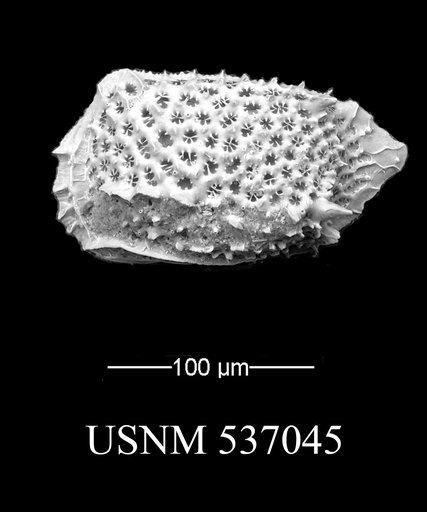 Eucytherura spinicorona Yasuhara et al., 2009