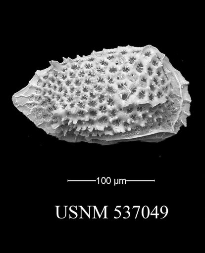 Eucytherura spinicorona Yasuhara et al., 2009