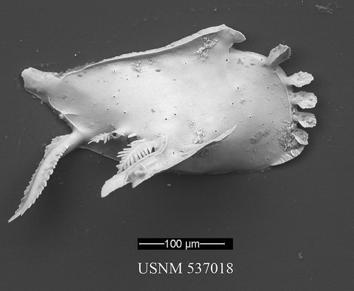 Pedicythere klothopetasi Yasuhara et al., 2009