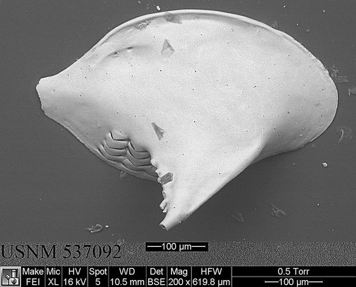 Cytheropteron pherozigzag Whatley et al., 1986