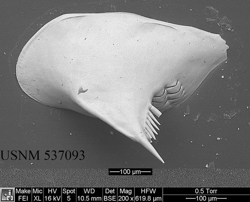 Cytheropteron pherozigzag Whatley et al., 1986