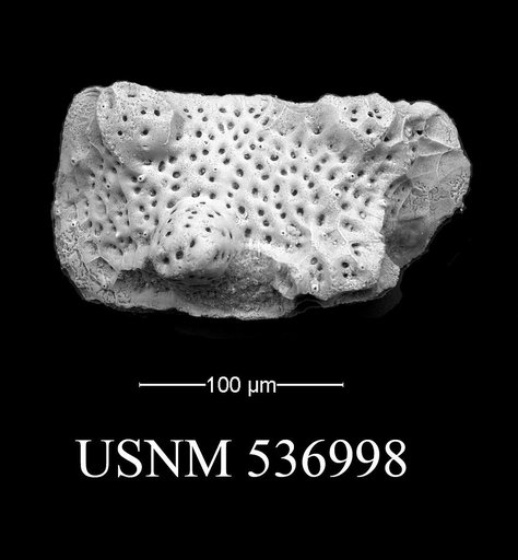 Eucytherura sp. 3 indet.