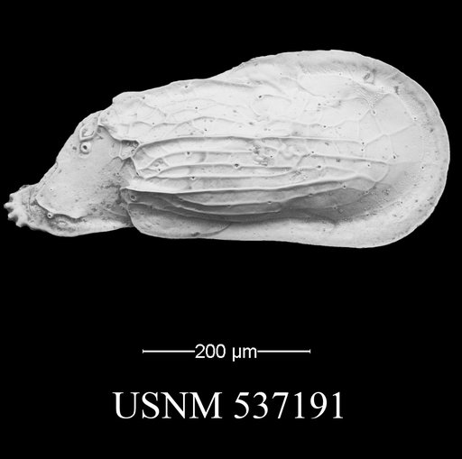 Ambocythere sturgio Yasuhara et al., 2009