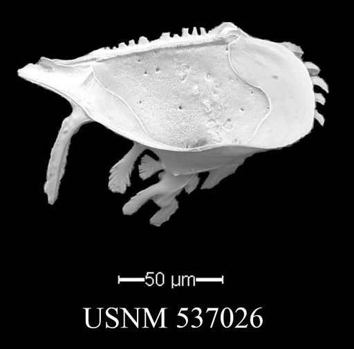 Pedicythere lachesisopetasi Yasuhara et al., 2009