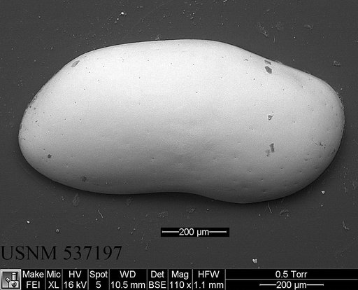 Bythocypris affinis (Brady, 1886)